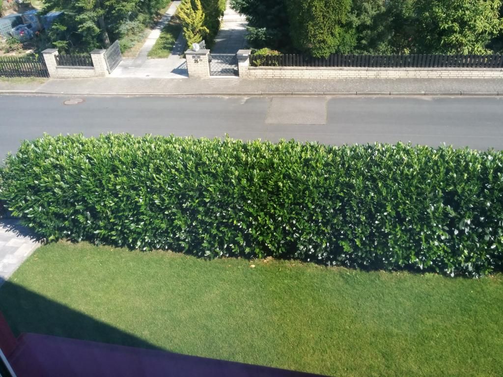 Heckenschere für Kirschlorbeer...? Alles rund um die Motorsäge www
